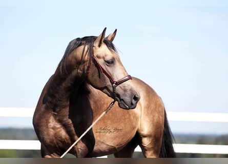 PRE, Stallion, 6 years, 16.1 hh, Buckskin