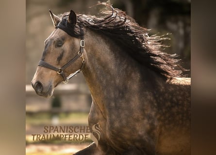 PRE Mix, Stallion, 6 years, 16.1 hh, Dun