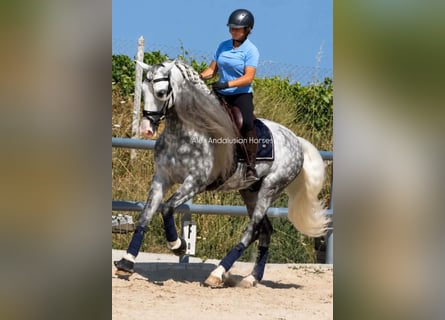 PRE Mix, Stallion, 6 years, 16.1 hh, Grey-Dapple