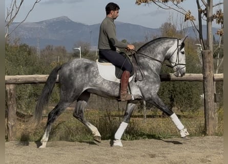 PRE Mix, Stallion, 6 years, 16.1 hh, Grey