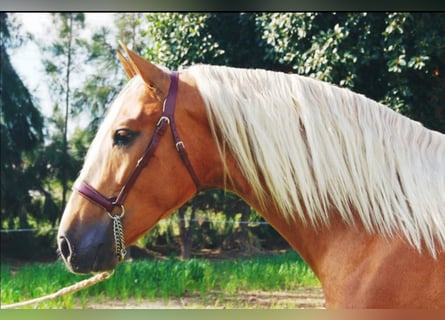 PRE, Stallion, 6 years, 16.1 hh, Palomino