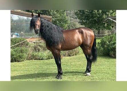 PRE Mix, Stallion, 6 years, 16,2 hh, Bay