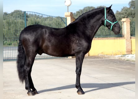 PRE Mix, Stallion, 6 years, 16.2 hh, Black