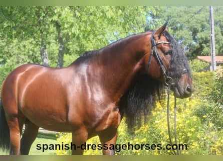 PRE, Stallion, 6 years, 16.2 hh, Brown