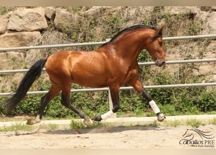 PRE, Stallion, 6 years, 16.2 hh, Brown