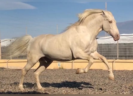 PRE Mix, Stallion, 6 years, 16 hh