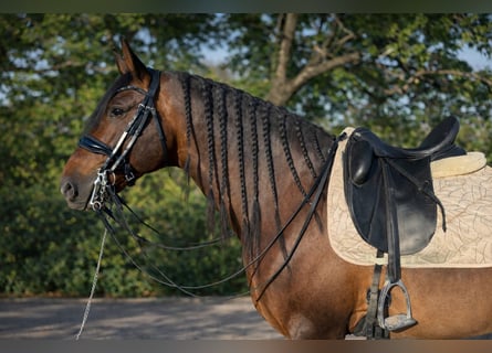 PRE, Stallion, 6 years, 16 hh, Bay-Dark