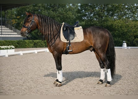 PRE, Stallion, 6 years, 16 hh, Bay-Dark
