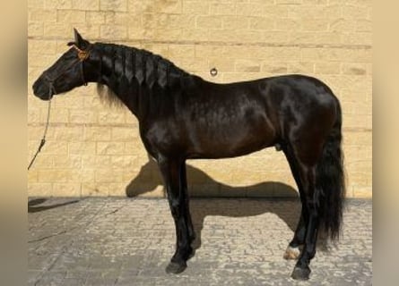 PRE Mix, Stallion, 6 years, 16 hh, Black