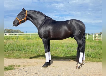 PRE Mix, Stallion, 6 years, 16 hh, Black