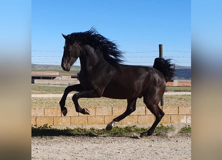PRE Mix, Stallion, 6 years, 16 hh, Black