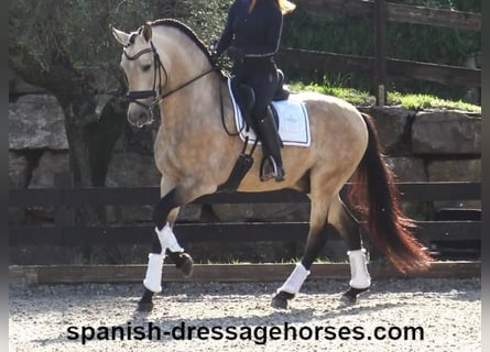 PRE Mix, Stallion, 6 years, 16 hh, Dun