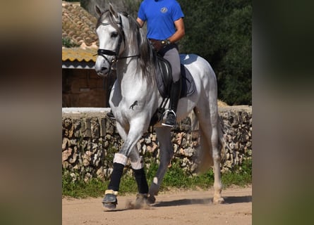 PRE, Stallion, 6 years, 16 hh, Gray