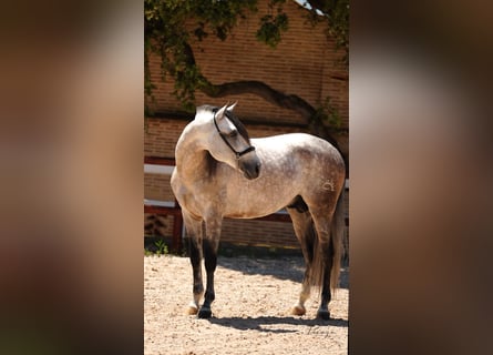 PRE Mix, Stallion, 6 years, 16 hh, Grey