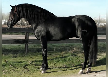 PRE Mix, Stallion, 6 years, 16,1 hh, Black
