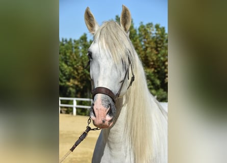 PRE Mix, Stallion, 6 years, 16,1 hh, Gray