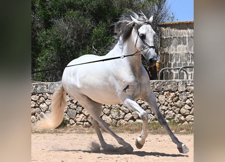 PRE Mix, Stallion, 6 years, 16,1 hh, Gray