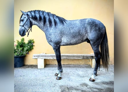 PRE Mix, Stallion, 6 years, 16,1 hh, Grey-Dapple