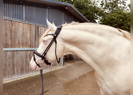 PRE, Stallion, 6 years, 16,1 hh, Pearl