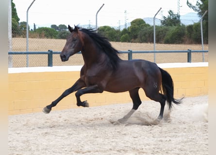 PRE Mix, Stallion, 6 years, 16,2 hh, Bay-Dark