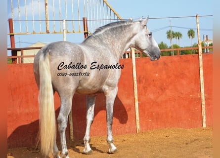 PRE, Stallion, 6 years, 16,2 hh, Gray