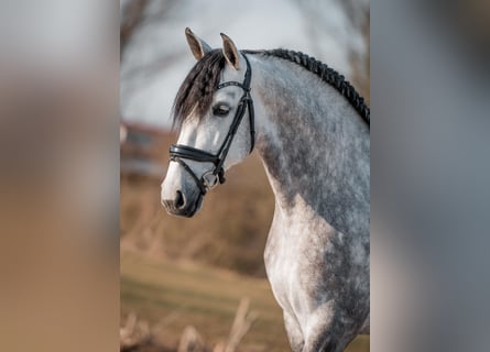 PRE Mix, Stallion, 6 years, 16,2 hh, Gray