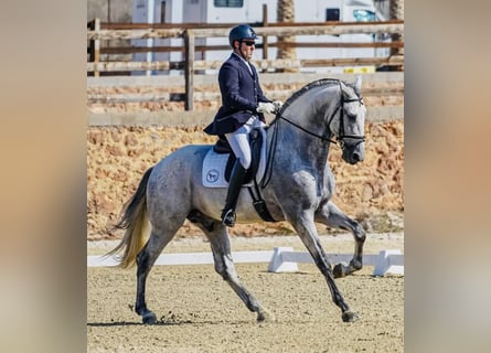 PRE, Stallion, 6 years, 17,1 hh, Gray