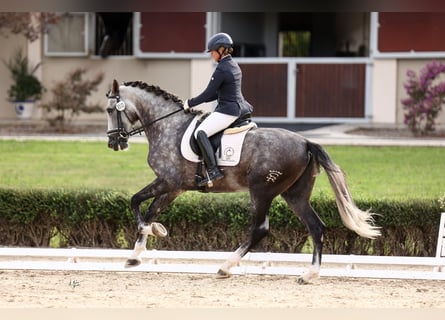 PRE Mix, Stallion, 6 years, 17.3 hh, Grey