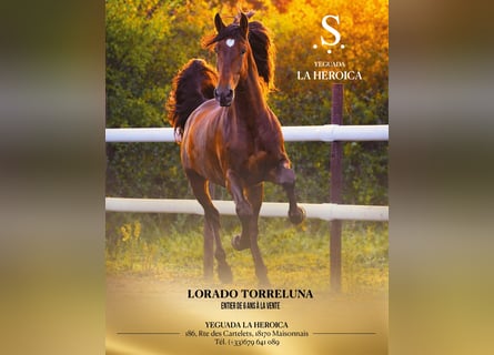 PRE, Stallion, 6 years, 17 hh, Brown