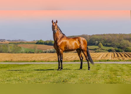 PRE, Stallion, 6 years, 17 hh, Brown-Light