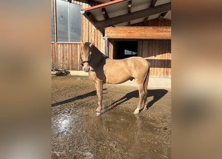 PRE, Stallion, 7 years, 15.1 hh, Pearl