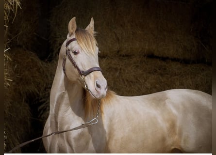 PRE Mix, Stallion, 7 years, 15.2 hh, Champagne