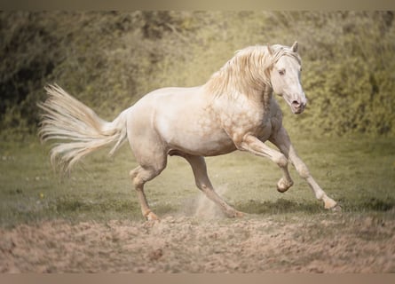 PRE, Stallion, 7 years, 15.2 hh, Cremello