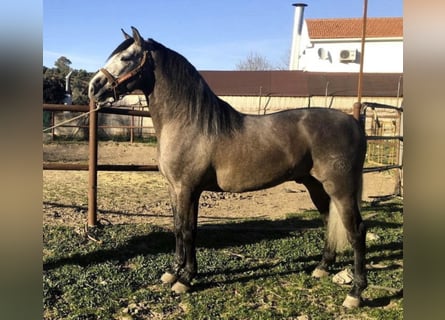 PRE, Stallion, 7 years, 15.2 hh, Gray