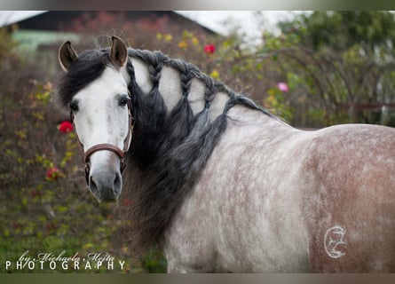 PRE, Stallion, 7 years, 15.2 hh, Gray-Dapple