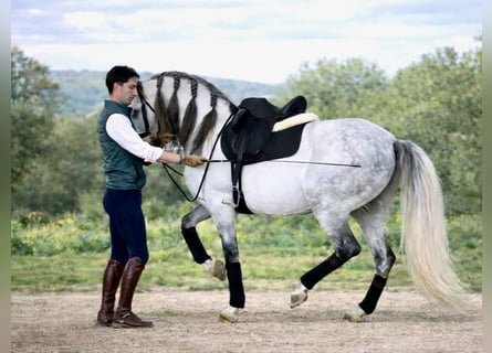 PRE Mix, Stallion, 7 years, 15.2 hh, Grey