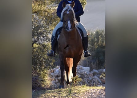 PRE, Stallion, 7 years, 15.2 hh, Palomino