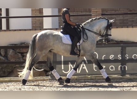 PRE, Stallion, 7 years, 15,3 hh, Gray