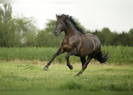 PRE, Stallion, 7 years, 15,1 hh, Black