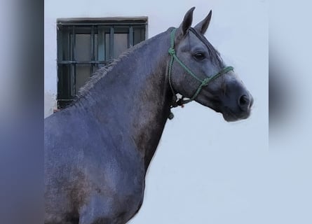PRE Mix, Stallion, 7 years, 15,2 hh, Gray