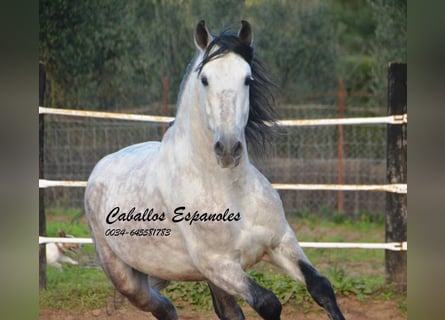 PRE, Stallion, 7 years, 15,2 hh, Grey
