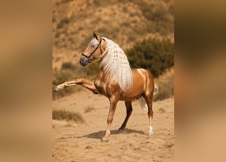 PRE Mix, Stallion, 7 years, 16.1 hh, Palomino