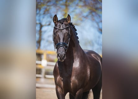 PRE Mix, Stallion, 7 years, 16 hh, Black
