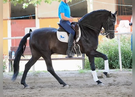 PRE Mix, Stallion, 7 years, 16 hh, Black