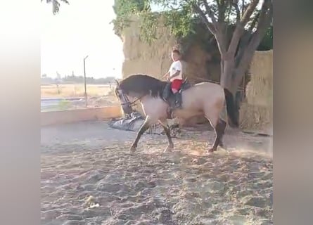 PRE, Stallion, 7 years, 16 hh, Dun