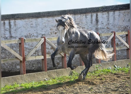PRE, Stallion, 7 years, 16 hh, Gray-Dapple
