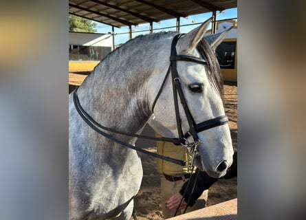 PRE Mix, Stallion, 7 years, 16 hh, Grey-Dapple
