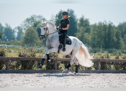 PRE, Stallion, 7 years, 16 hh, White