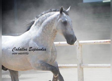 PRE, Stallion, 7 years, 16,1 hh, Grey