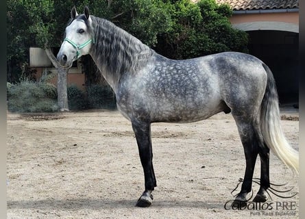 PRE Mix, Stallion, 7 years, 16,2 hh, Grey